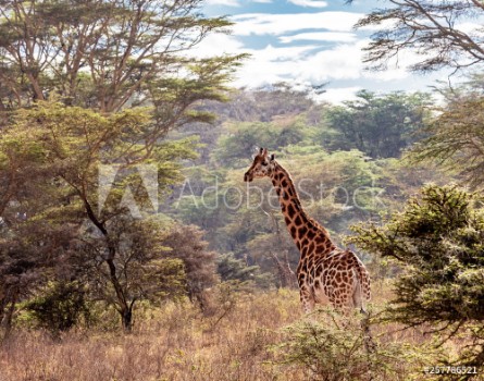 Picture of Rothschild Giraffe in Lake Nakuru Kenya